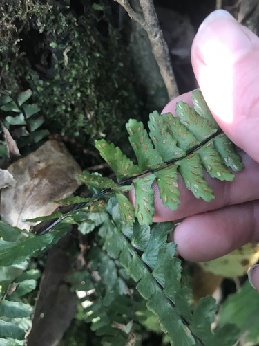 Image of Asplenium normale by no rights reserved