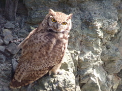 Bubo virginianus magellanicus