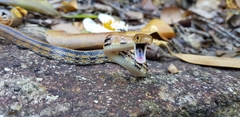 Coelognathus radiatus