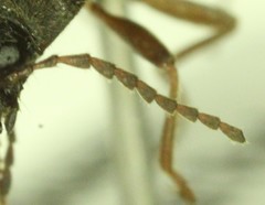 Pseudanostirus nebraskensis