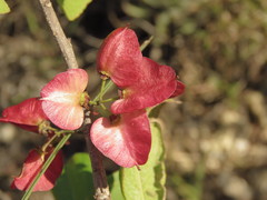 Wimmeria microphylla