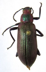 Strongylium haemorrhoidale