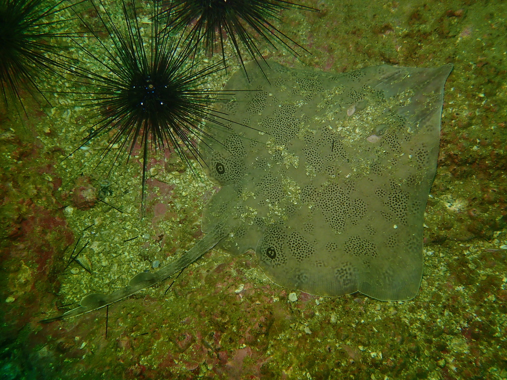 Boeseman's skate (Okamejei boesemani) — Rajidae