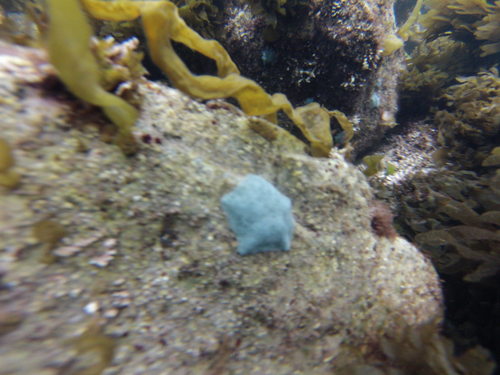 Parvulastra calcarata observed 2018-10-22