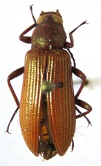 Strongylium haemorrhoidale