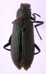 Strongylium haemorrhoidale