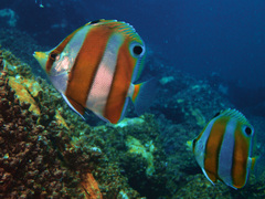 Brown-Banded Butterflyfish photo 1