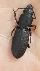 Mecodema crenaticolle