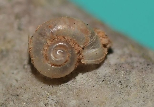 Representative image of Hydrobiidae