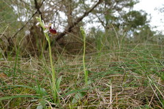 Ophrys exaltata