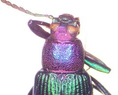 Strongylium haemorrhoidale