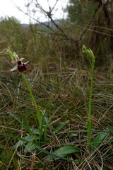 Ophrys exaltata
