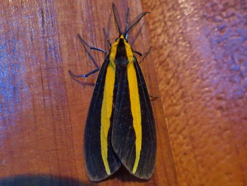 Josia gigantea