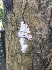 Lymantria mathura subpallida