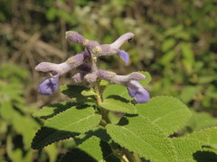 Salvia fruticulosa