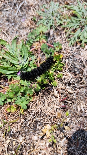 Melitaea cinxia