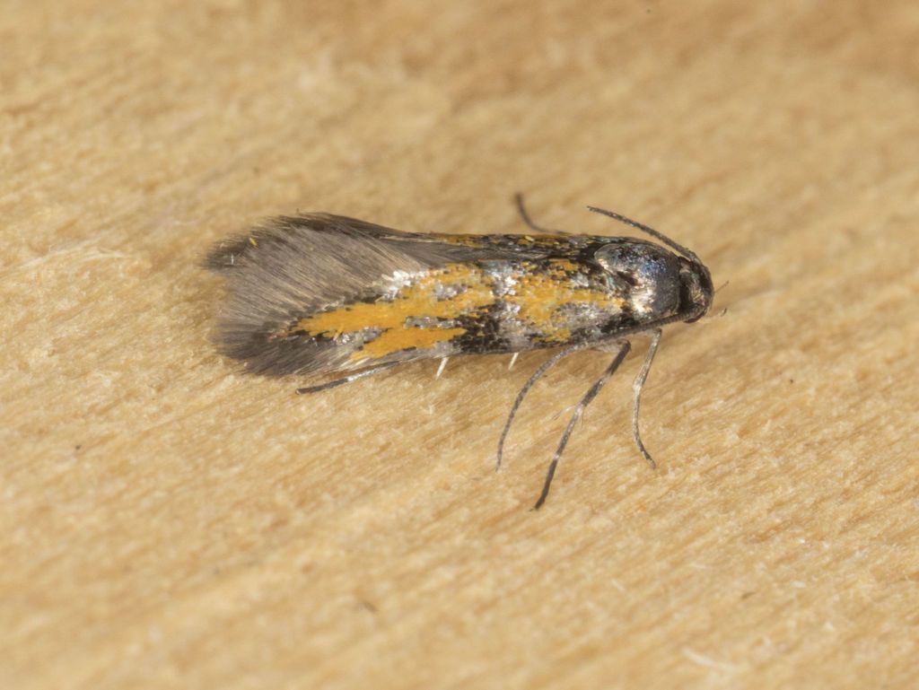 Chrysoesthia lingulacella