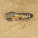 Chrysoesthia lingulacella - Photo (c) Gary Nunn, some rights reserved (CC BY-NC), uploaded by Gary Nunn