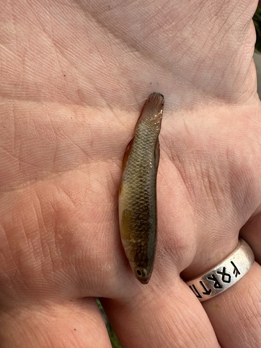 Plains topminnow (Fundulus sciadicus) — Fundulidae