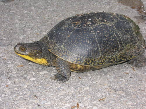 Blanding's Turtle