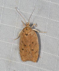 Prionocris protoxantha
