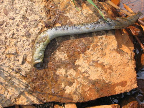 Petromyzon marinus