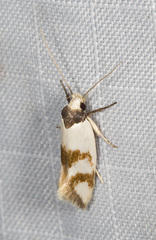 Antipterna trilicella