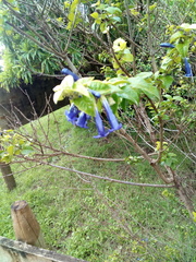 Rhaphithamnus venustus