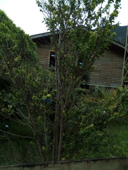 Rhaphithamnus venustus