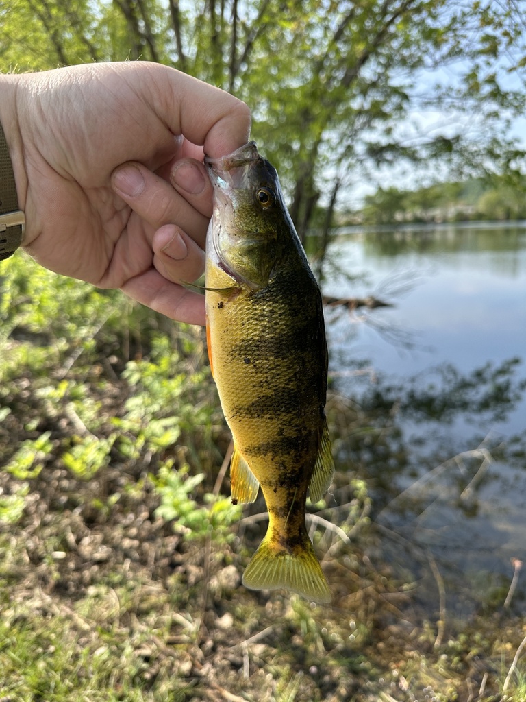 Yellow Perch from Winona Municipal Airport Max Conrad Field, Winona, MN