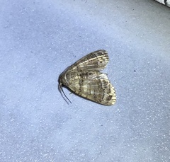Chlumetia transversa