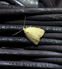Anachrostis