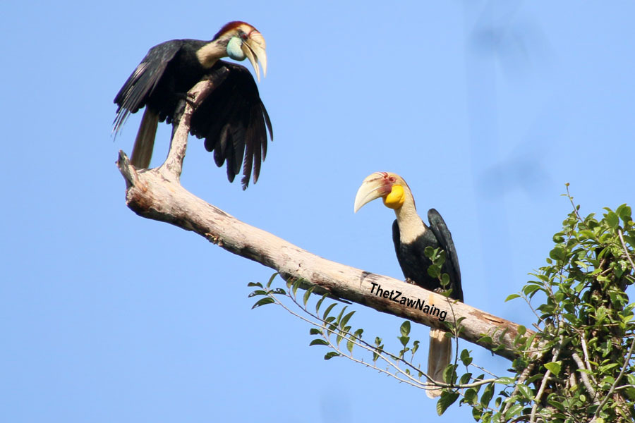 Plain-Pouched Hornbill