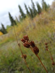 Juncus castaneus