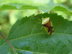 Elasmostethus atricornis