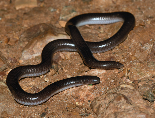 Photo of a Brazilian Blind Snake (Trilepida brasiliensis)