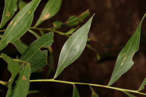 Image of Acacia binervata by (c) Greg Tasney, some rights reserved (CC BY-SA)