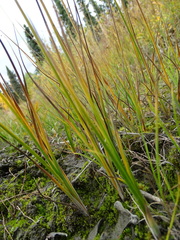 Juncus castaneus