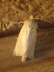 Globia oblonga