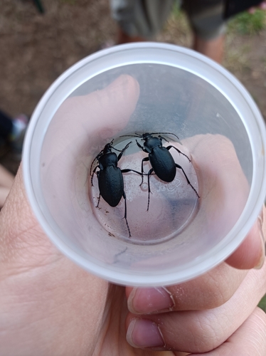 Carabus scabriusculus photographed in Slovakia