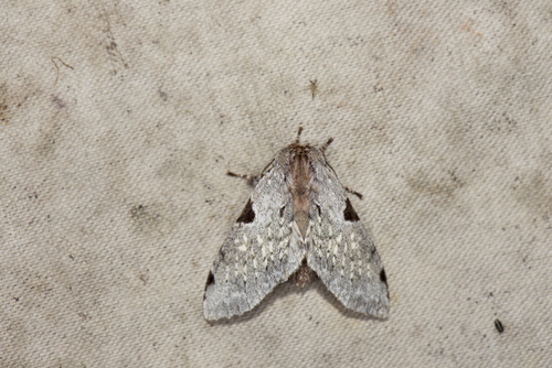 Harpyia microsticta