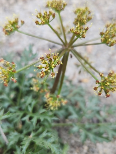 Image of Tauschia parishii by no rights reserved