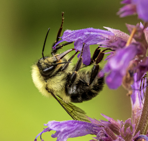 Two-spotted Bumble Bee