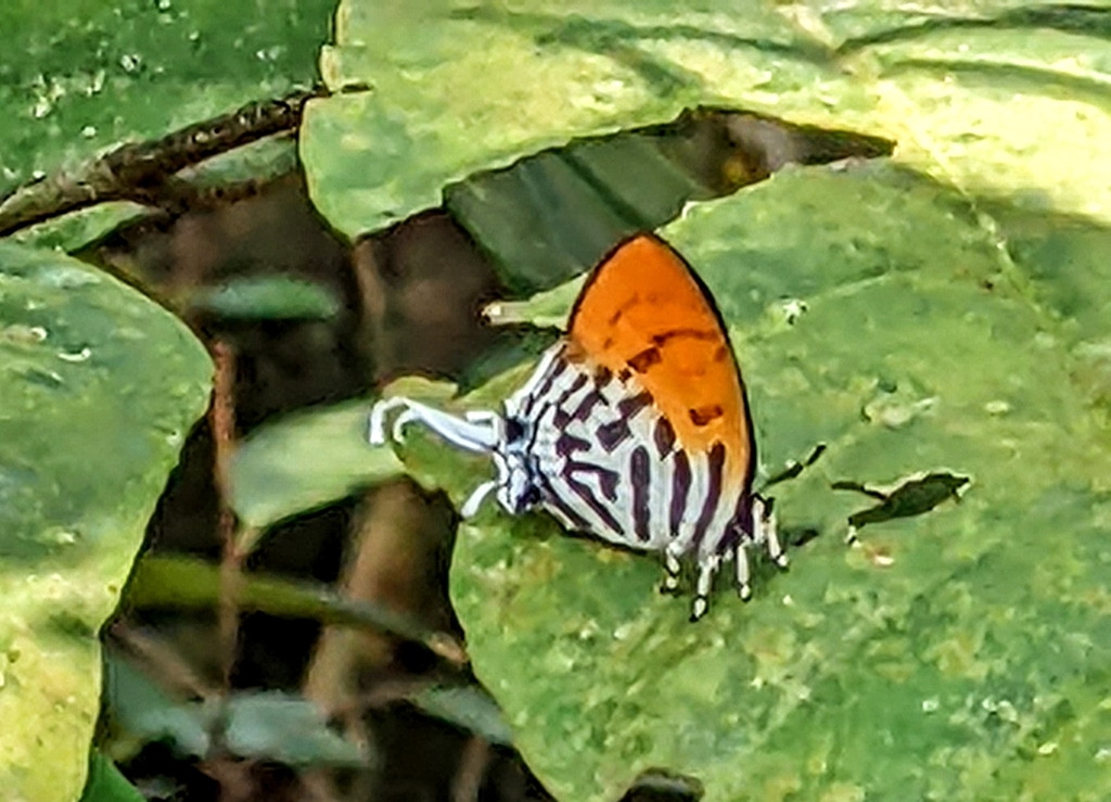 Common Posy