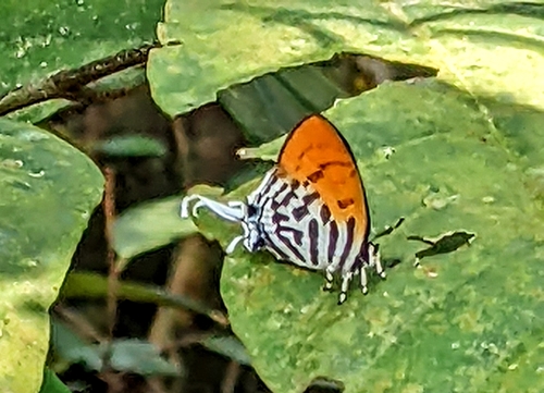 Common Posy