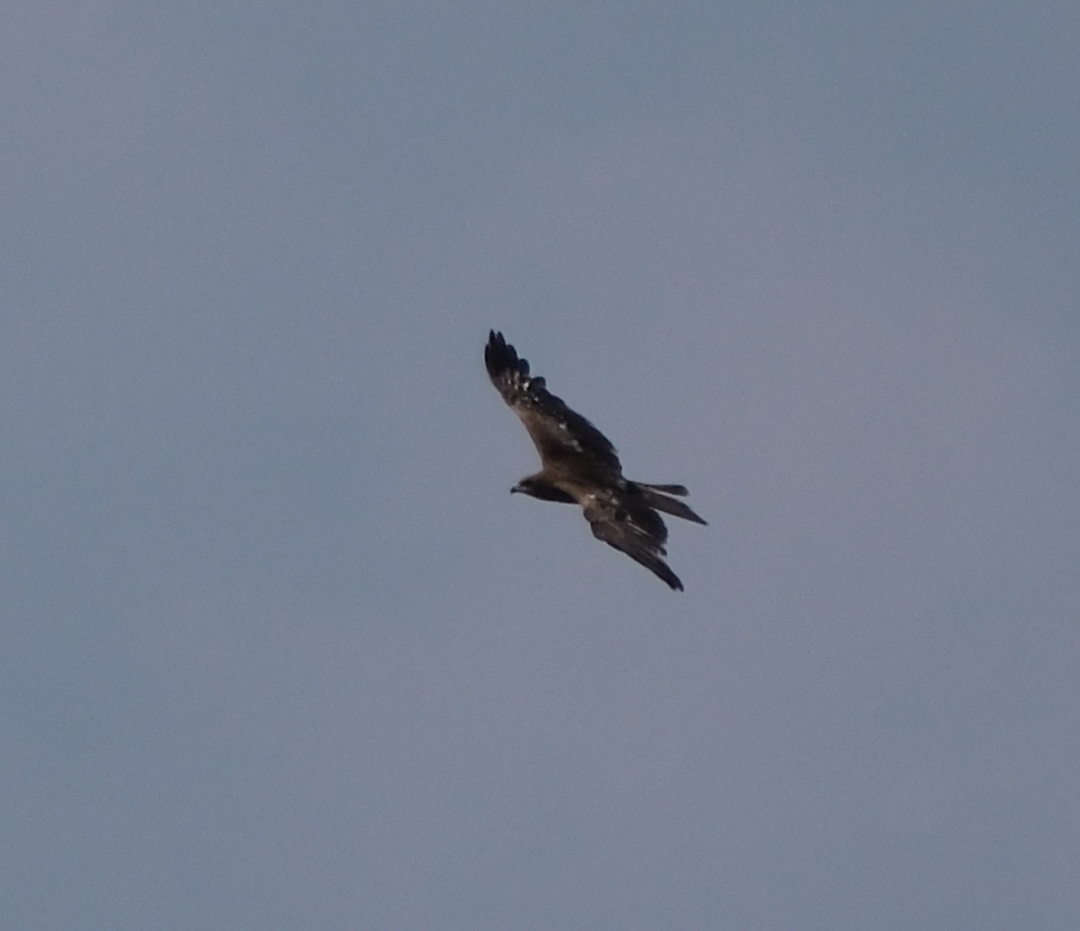 Black Kite