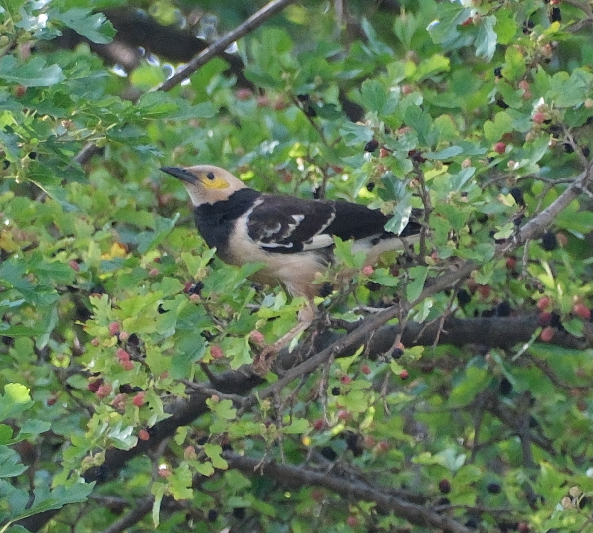 Black-collared Starling