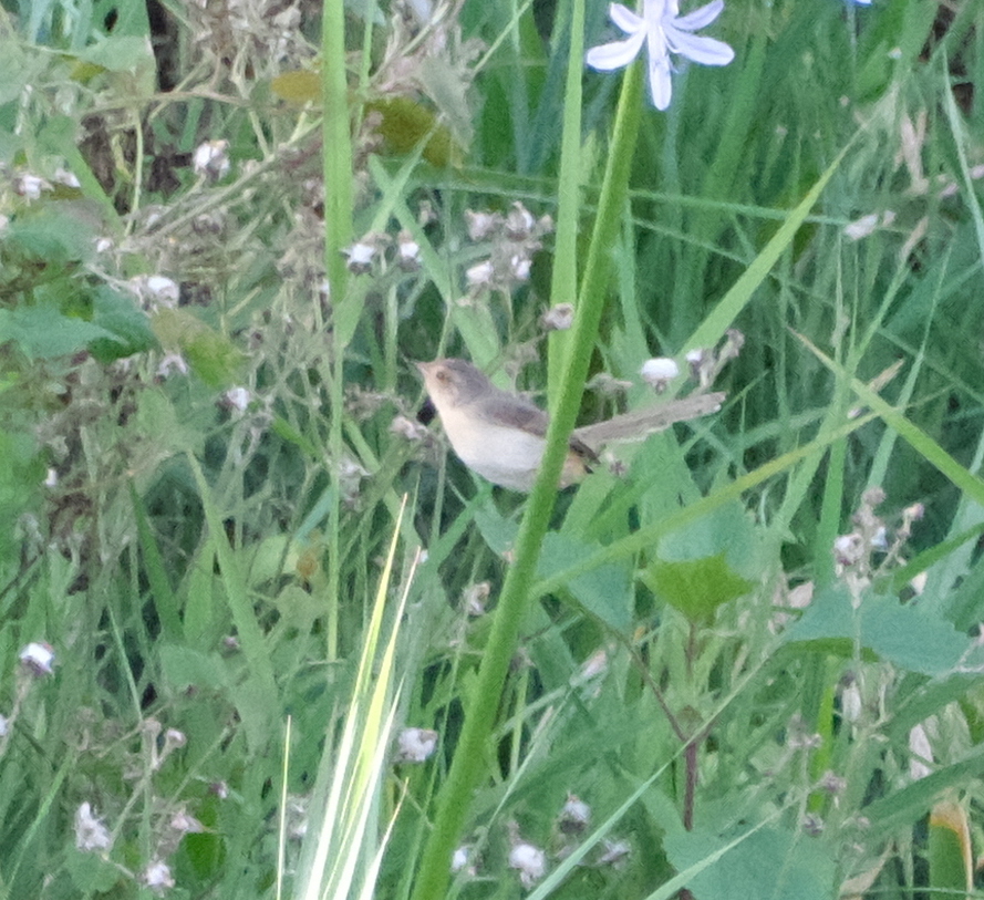 Plain Prinia