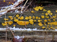 Dacrymyces corticioides