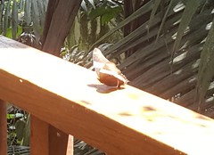 Siproeta epaphus trayja